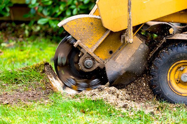 Stump Grinding in Westborough, MA