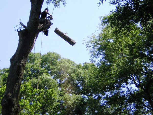 Tree Trimming in Westborough, MA